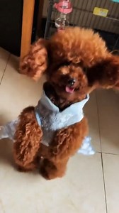 14 reactions | Chú chó cương thi | SULGI | Facebook