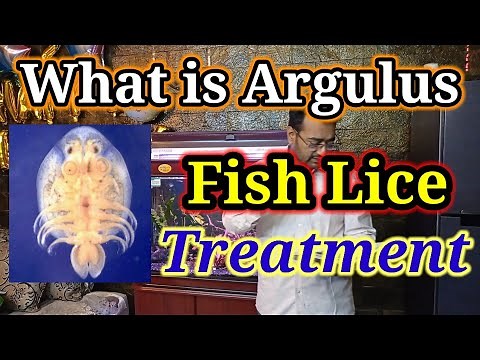 Fish Lice Treatment ( Argulus ) How to Remove Fish Lice, Medicine / Goldfish Lice Treatment
