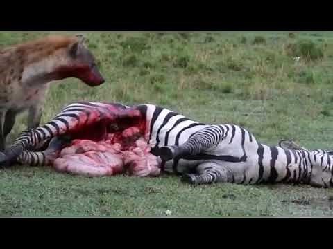 Hyena eating zebra alive ||Hyena and zebra fight||Tiger vs Lion #lion #hyena