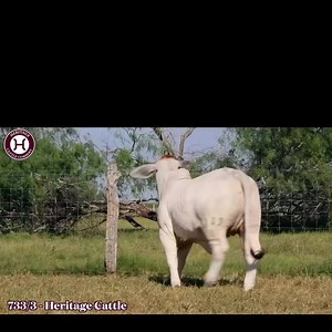 No reason to drive any further! Lady H Lucy Manso 733/3 is a Full sister to Ross Turner's Grand Champion show heifer, Lady H Zoe Manso 517/1! Lady H Lucy Manso 733/3 is the BEAUTIFUL female that everyone is hunting as the next show and donor prospect. Phenotypically you'll love her heavy structure, long body, level design, deep rib, and ultra-feminine quality. #PrettyAndPower Sire: Mr H Pride of Maddox Manso 684/8 Dam: Lady Slugger Ava Manso 988/5 MGS: ( ) JDH Sir Lawford Manso 616/6 One Day Sal