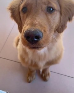 1.8K views · 73 reactions | Mama, help me. I can’t | Golden Retriever Lovers | Facebook