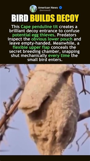 CAPE PENDULINE TIT EVOLUTIONARY NEST STRATEGY