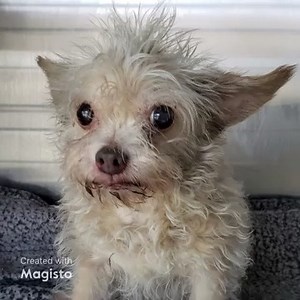 Happy update: Millicent has been rescued by A Home 4 Ever Rescue 9/25/23 🆘️EUTHANASIA ALERT!! EXIT 9/25/23🆘️ RESCUE ONLY!!! Lovebug Millicent is rescue only. Finder took her home and she did well with their large dog and kids. Shelter wants her pulled at retention 9/25/23. Her medical issues are manageable. Shares and pledges needed 😪 A1836336 Millicent Comments: Mammary Masses, Heart Murmur Status: MEDICAL Intake Type: STRAY Kennel: 200 Sex: Unaltered Female Age: 12Y Weight: 8.00 Lbs Breed: 