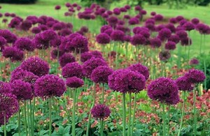 Allium hollandicum - Alchetron, The Free Social Encyclopedia