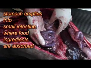 Dr Greg : Necropsy: Look Inside a Dogs Body!