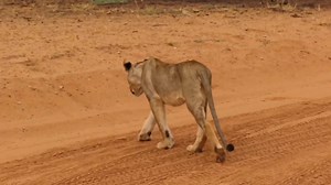 13K views · 405 reactions | Lions of the Kalahari walked the desert until they disappeared into the dunes #borntobewild #LiveYourWild #wildlife #nature #animal #naturelover #safari #lions #travel #AfricanBushKingdom #kalahari | African Bush Kingdom | Facebook