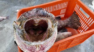 We have been getting the odd Black Spotted Cod in the traps gobbling up all the fish. Cool looking species with a mouth full of needle teeth. #trapfishing #commercialfishing | Tk Offshore Fishing
