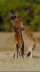 Exo Wildlife on Reels