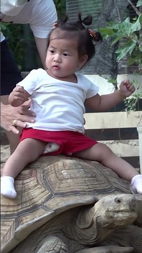 Little Girls Rides On Her Pet Turtle
