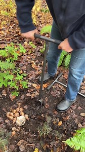 1.5K views · 12 reactions | ♠ Find planting 9cm plants or bulbs hard...