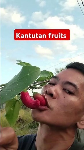 Kantutan fruits