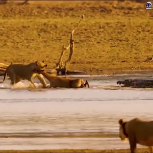 Lions and crocodiles definitely do not share meals together #animals #animalsattack #hunting #wildlife #wildlifephotography #animalswildlife | ABMCI Mission Bouaké