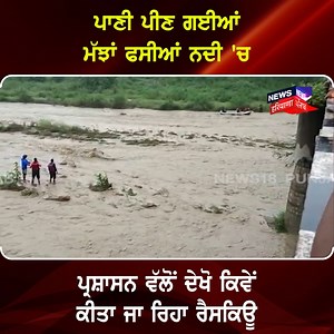 5.6K views · 60 reactions | ਪਾਣੀ ਪੀਣ ਗਈਆਂ ਮੱਝਾਂ ਫਸੀਆਂ ਨਦੀ 'ਚ ਪ੍ਰਸ਼ਾਸਨ ਵੱਲੋਂ ਦੇਖੋ ਕਿਵੇਂ ਕੀਤਾ ਜਾ ਰਿਹਾ ਰੈਸਕਿਊ #talwara #river #WaterLevel #rescue #News18Punjab | News18 Punjab | Facebook