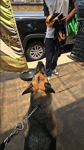 Female German Shepherd