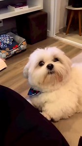 Just another human affection 🐾🐶 #ShihTzuLove #ShihTzuVibes #ShihTzuReels #ShihTzuMoves #DoggoComedy #TinyButMighty | Shih Tzu Corner