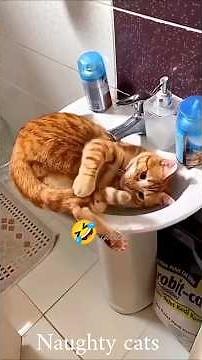 Cute But Naughty Cats 😂🐾#funny #cat
