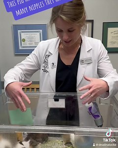 More on the piggies! POP QUIZ: How many mammae (nipples) does a guinea pig have? This piggie had 7 surviving pups. Answer in the video. #learnontiktok #learn #guineapig #cute #exoticpets #exoticvet #exoticvettech #vettech #avianandexoticanimalcare #canyoumilkmefoker | Avian and Exotic Animal Care