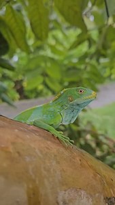 This striking Fijian Crested Iguana, with its vibrant green color and spiky crest, is found only on a few islands in Fiji. This little one is just 5 months old, but adults can reach up to 75cm in length! Conservation efforts, including those at Likuliku Lagoon Resort Fiji, are helping to ensure these beautiful lizards continue to thrive in their native habitat. 🎥 @likulikulagoonresort #fiji #wherehappinesscomesnaturally #fijihappy #nature #wildlife #iguana #iguanaconservation #travel | Tourism 