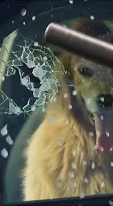 GET YOUR HAND OFF MY CAR BEFORE I CALL THE POLICE, SARAH SCREAMED, HER FACE FLUSHED NOT FROM THE HUNDRED-DEGREE HEAT BUT FROM A RIGHTEOUS ANGER THAT I DARED TO TOUCH HER SUV WHILE HER DOG, COOPER, LAY DYING INSIDE. I FELT PARALYZED UNTIL OFFICER MILLER STEPPED FORWARD, IGNORING HER THREATS TO SHATTER THE WINDOW IN ONE SWIFT MOTION OF MERCY. THE SILENCE OF THE GLASS HITTING THE PAVEMENT WAS BROKEN BY THE CHEERS OF A CROWD WATCHING A POWERFUL WOMAN FINALLY LOSE TO THE LIFE SHE TRIED TO DISCARD. Th