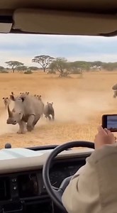Rhino Chases Lion Away to Protect Its Young A dramatic wildlife moment was captured on camera when a rhino charged at a lion that approached its baby in Savanna Plains Reserve. Video shows the lion circling cautiously before the rhino suddenly lunged forward, forcing the predator to retreat. The lion quickly fled the area as the rhino stood guard over its young, ensuring the calf remained unharmed. Wildlife experts say such defensive behavior is common among large herbivores when protecting thei