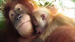 572 shares | Suro and Senja desperately need your help. For the cost of a couple of coffees a month, you can help them return to their jungle home, where they belong. See how our rescue, rehabilitation and release program gives orangutans like Suro and Senja the chance to be wild, safe and free. You can be their hero. Donate now. | The Orangutan Project | Facebook