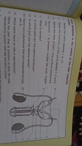 Given alongside is the outline of the male urogenital system:(... | Filo