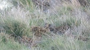 216K views · 3.7K reactions | Agachadizas‍♂️ #bird #nature #snipe #comun #agachadiza #commonsnipe | Duckhuntingg | Facebook