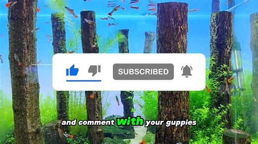 1.8K views · 12 reactions | Guppies are known for their incredible ability to reproduce quickly, but what makes them such prolific breeders?In this video, we dive into the fascinating reasons behind their rapid population growth: 1️⃣ Males Are Relentless 2️⃣ Females Can Store Sperm 3️⃣ Big Births 4️⃣ Fast Maturity Do you agree? | Hygger Aquarium | Facebook
