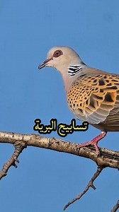من قلب الطبيعة النابض بالنقاء وفي كل نبرة صوت تخرج من هذا الكيان الصغير تنساب دعوة للتأمل والسكينة فاليمامة لا تغرد فحسب بل تعيد صياغة الهدوء بلسان بري نقي يملأ الروح طمأنينة. اليمامة القمرية (European Turtle Dove) #birdwatching #wildlife #Documentary #wildlifeconservation #birdlife | Heart of nature قلب الطبيعة