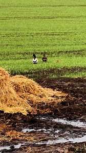 #countrylife #obediencetraining #dogtraining #ducks | Yvonne Walker