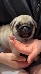 She’s feeling on seeds lol 😆 #Puppys #pugs #puglover #puppysong #fawnpug | Stephanie mini pug puppies