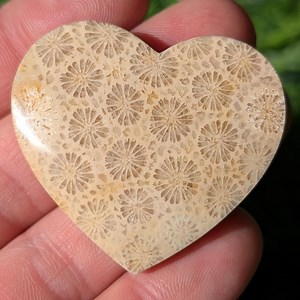 Fossil Coral Heart Cabochon, Fossilized Coral Heart Shaped Crystal. From Indonesia. FCH 2.3 - Etsy