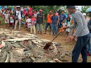 Indonesian villagers kill nearly 300 crocodiles in revenge attack