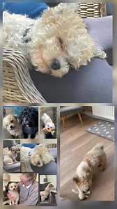 20K views · 433 reactions | RESERVED Bobby – 2-3 year old Bichon or...