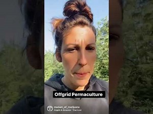 Offgrid, outdoor cannabis grow in Upper Michigan.