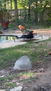 43 reactions | Happy. Fluffy. Dirty. Pups. ❤️ | Reggie's Friends | Facebook