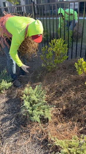 2.7K views · 14 reactions | Oddly satisfying pine straw install #lawncare #pinestraw #oddlysatisfying #satisfyingvideo | Green Industry Podcast with Paul Jamison | Facebook