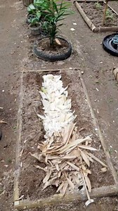 3M views · 13K reactions | Cara alami membuat kompos di raised bed bambu dengan memanfaatkan batang pisang dan daun bambu kering #fyp #gardening | Amal | Facebook