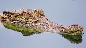 Quiz: How fast do you need to run to escape a crocodile? (and other important questions)
