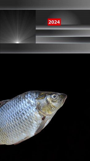 37K views · 1.6K reactions | Paaani peeke Machli khana - Machli khane...