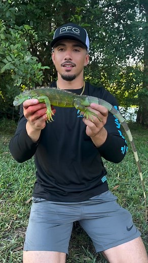thecubantarzan The evolution of the invasive iguana🦎 Would you ever keep anyone has a pet? ۰ ۰ ۰ ۰ ۰ ۰ #tortoise #florida #fyp #everglades #iguana #reels #stream #floridaman #explorepage #wildlife #content #infuencer #reptiles #explorepage种 #izard #thecubantarzan #reels #viralvídeos | Andrew Morales