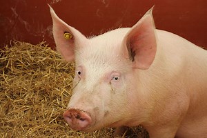 Por qué falló el corazón de cerdo modificado genéticamente trasplantado a un humano: una investigación da más detalles del procedimiento