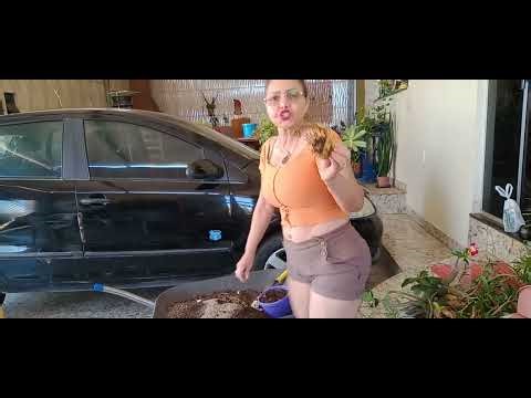 Preparing fertilizer for replanting the desert rose