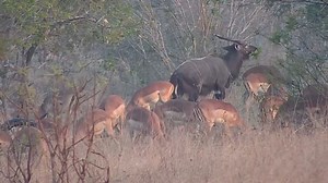 43K views · 425 reactions | Impalas and Nyala grazing | WildEarth Cam | Facebook