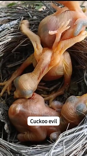 Cuckoo evil bird #cuckoo #evil #parasite #nature #wildlife #animal #video #reels #trending #unitedstates #amerika #europe #uk #canada #germany #asia | Animal Lovers