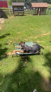 Winston practicing his place command! #mdk9boarding #placecommand #balancedtrainer #marylanddogtrainer #mdk9 #dogtrainer #mdk9training | Mason Dixon K9