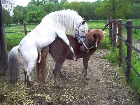 Two Spot dekt Amber 6-5-09