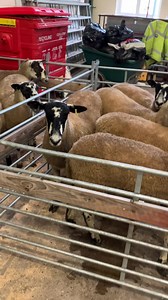 13K views · 822 reactions | Annual breeding females sale Judging under way in the hands of Callum kettle and Peter Boyles . Sale time 10am | Mitchells Livestock Auction | Facebook