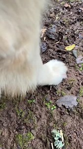 36 reactions | I ❤️ my rugged outdoorsman #Oatmeal #AdventureDog #FunnyDog | Adria and Oatmeal | Facebook