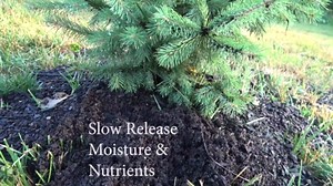 Brut Organic Aspen Mulch – 1 Cubic Foot, Natural Moisture Retainer & Root Protector – Odor-Free, Nutrient-Rich Bark Mulch for Landscaping, Garden Beds & Potted Plants